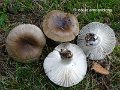Russula amoenolens-amf1631